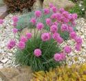 Армерия приморская "Varretu" (Armeria maritima)