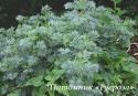 Полынь горькая "Lambrook Silver" (Artemisia absinthium)