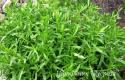 Полынь эстрагоновидная "Senior" (Artemisia dracunculus)
