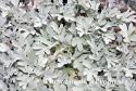 Полынь Стеллера "Silver Brocade" (Artemisia stelleriana)