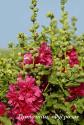 Шток-роза "Carmine Rose" (Alcea rosea)
