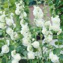 Шток-роза "Chater's Double White" (Alcea rosea)