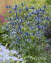 Синеголовник альпийский "Big Blue" (Еryngium alpinum)