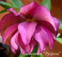Морозник восточный "Double Rose" (Helleborus orientalis)
