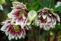 Морозник восточный "White Spotted Double" (Helleborus orientalis)