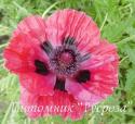 Мак "Central Park" (Papaver)