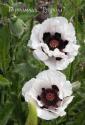 Мак "Casino" (Papaver)