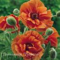 Мак "Harvest Moon" (Papaver)
