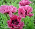 Мак "Bolero" (Papaver)