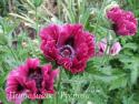 Мак "Harlem" (Papaver)