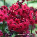Примула японская "Miller's Crimson" (Primula japonica)