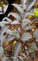 Бузина черная (Sambucus nigra) "Koreaanse zwart"