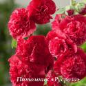 Шток-роза "Chater's Double Scarlet" (Alcea rosea)
