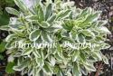 Арабис Фердинанда Кобургского Variegata (Arabis Ferdinandi-Coburgi)