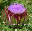 Артишок (Cynara scolymus)