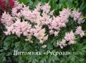 Астильба Арендса "Sister Therese" (Astilbe arendsii)
