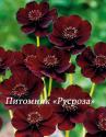 Космос кроваво-красный (Cosmos atrosanguineus)
