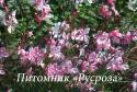 Гаура линдхеймера "Siskyou Pink" (Gaura lindheimeri)