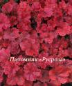 Гейхера (Heuchera hybride) "Cherry Cola"