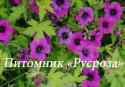Герань "Ann Folkard" (Geranium hybride)