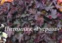 Гейхера "Purple Pettocoats" (Heuchera hybride)