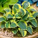 Хоста "Mighty Mouse" (Hosta)