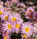 Хризантема "Clara Curtis" (Chrysanthemum hybrida)