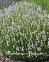 Лаванда "Edelweiss" (Lavandula angustifolia)