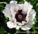 Мак "Royal Wedding" (Papaver)