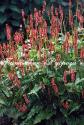Горец свечевидный (Persicaria amplexicaulis) "Orange Field"