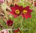 Прострел обыкновенный "Red Bells" (Pulsatilla vulgaris)