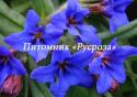 Воробейник пурпурно-синий (Aegonychon purpureocaeruleum)