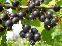 Смородина черная "Виноградная"