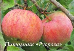 Яблоня "Анис полосатый"