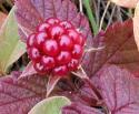 Княженика (поляника, малина арктическая) (Rubus arcticus)