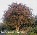 Рябина дуболистная (Sorbus quercifolia)