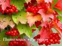 Калина трехлопастная ( Viburnum trilobum)
