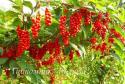 Лимонник китайский (Schisandra chinensis)