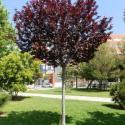 Слива Писсарди (Prunus Pissardii) ШТАМБ 180-200