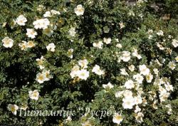ROSA PIMPINELLIFOLIA (Роза Пимпинеллифолия. Роза бедренцеволистная. Роза колючейшая.)