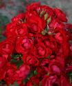 BLACK FOREST ROSE (Блэк Форест Роуз)