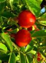 Шиповник плодовый "Яблочный"