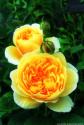 GRAHAM THOMAS (ENGLISH YELLOW)