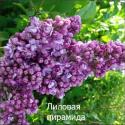 Сирень "Лиловая пирамида"