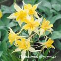 Аквилегия "Yellow Star" (Aquilegia)