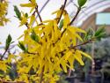 Форзиция овальная (Forsythia ovata)