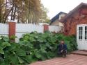 Белокопытник гибридный (Рetasites hybridus)