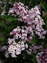 Сирень Мейера (Syringa meyeri)