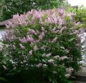 Сирень венгерская (Syringa josikaea)