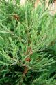 Туя западная вересковидная (Thuja occidentalis "Ericoides")